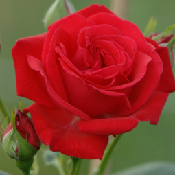 Троянда плетиста Амадеус (Amadeus)