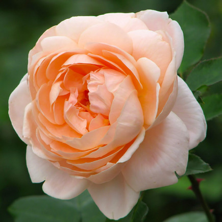 Троянда англійська Ембрідж Роуз (Ambridge Rose)