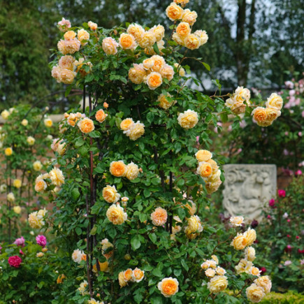 Роза английская Краун Принцесса Маргарет (Crown Princess Margareta)