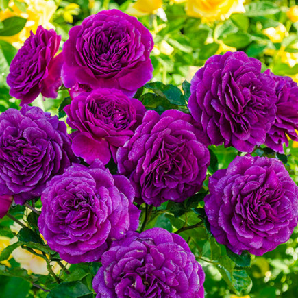 Троянда флорібунда Ебб Тайд (Ebb Tide)