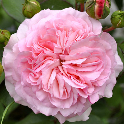 Троянда англійська Еглантайн (Eglantyne)