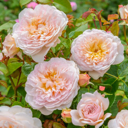 Троянда англійська Емілі Бронте (Emily Bronte)