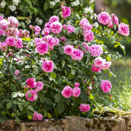 Троянда англійська плетиста Гертруда Джекіл (Gertrude Jekyll)