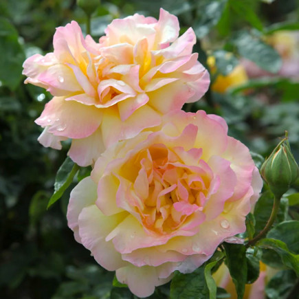 Троянда плетиста Глорія Дей Клаймбінг (Gloria Daу Climbing)