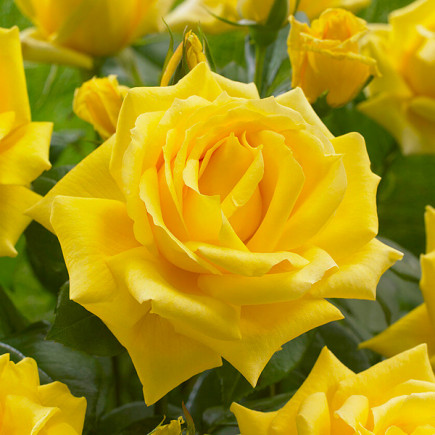 Троянда чайно-гібридна Голд Стар (Gold Star)