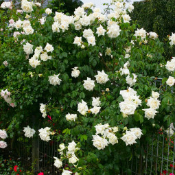 Троянда плетиста Ілзе Крон Суперіор (Ilse Krohn Superior)