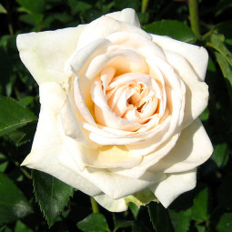 Троянда плетиста Ілзе Крон Суперіор (Ilse Krohn Superior)