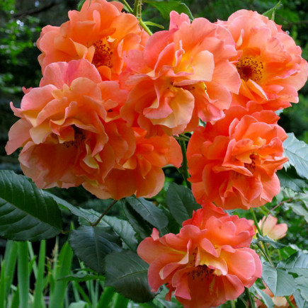 Троянда Корвест (Korwest)