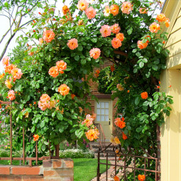 Троянда Корвест (Korwest)