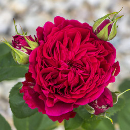 Троянда англійська Ел Ді Брейтвейт (L.D. Braithwaite)