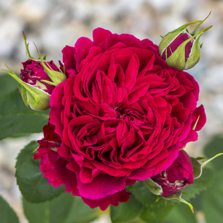 Троянда англійська Ел Ді Брейтвейт (L.D. Braithwaite)