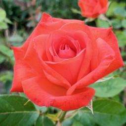 Троянда чайно-гібридна Монтезума (Montezuma)