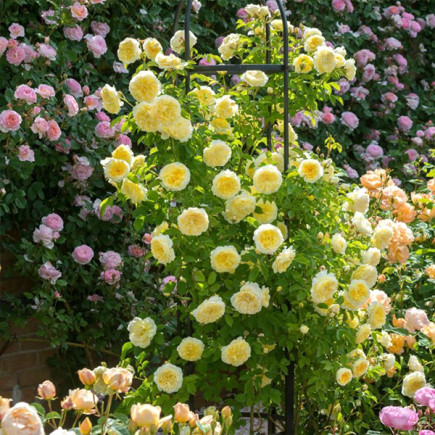 Троянда патіо Ракель Ренесанс (Racquel Renaissance)