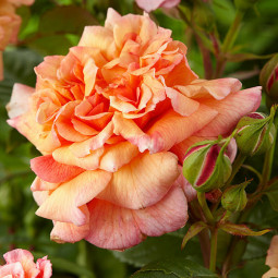 Троянда плетиста Алоха (Aloha)