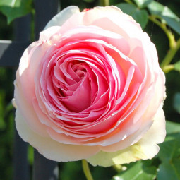 Троянда англійська плетиста Еден Роуз (Eden Rose) Троянда англійська плетиста Еден Роуз (Eden Rose)