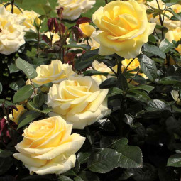 Троянда чайно-гібридна Авек Амор (Avec Amour)