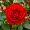 Троянда бордюрна Червона
