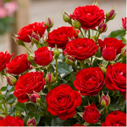 Троянда бордюрна Червона