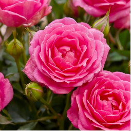 Троянда бордюрна Рожева