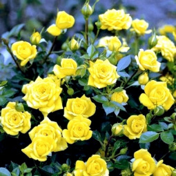 Троянда Жовта Лялька (Yellow Doll) штамб (контейнер 2 л) Троянда Жовта Лялька (Yellow Doll) штамб (контейнер 2 л)