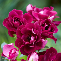 Троянда флорібунда Бургунді Айс (Burgundy Ice)