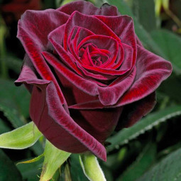 Троянда чайно-гібридна Блек Баккара (Black Baccara) Троянда чайно-гібридна Блек Баккара (Black Baccara)