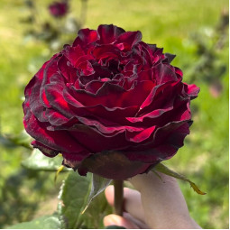 Троянда чайно-гібридна Блек Мейджик (Black Magic)