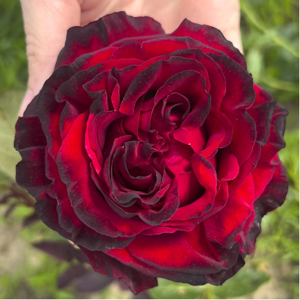 Троянда чайно-гібридна Блек Мейджик (Black Magic)