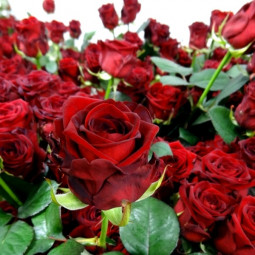 Троянда Ред Наомі (Red Naomi) штамб (контейнер 2 л) Троянда Ред Наомі (Red Naomi) штамб (контейнер 2 л)