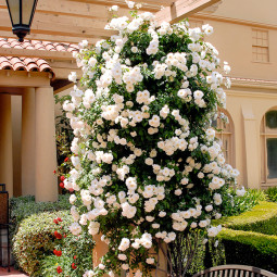 Троянда плетиста Айсберг (Iceberg)