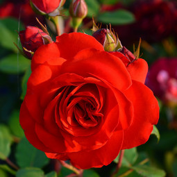 Троянда Ліліана (Liliana)