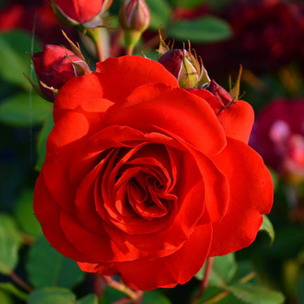 Троянда Ліліана (Liliana)