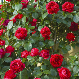 Троянда витка Ред Еден Роуз (Red Eden Rose)