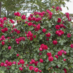 Роза плетистая Ред Эден Роуз (Red Eden Rose)
