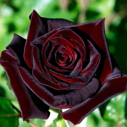 Троянда плетиста Чорна Королева (Black Queen) Троянда плетиста Чорна Королева (Black Queen)