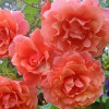 Троянда плетиста Рожева Перлина (Pink Pearls)