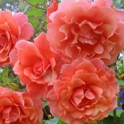 Троянда плетиста Рожева Перлина (Pink Pearls) Троянда плетиста Рожева Перлина (Pink Pearls)
