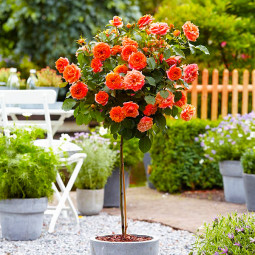 Троянда Емільєн Гійо (Emilien Guillot) штамб