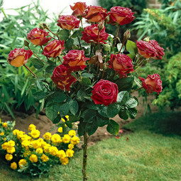 Троянда Едді Мітчел (Eddy Mitchell) штамб