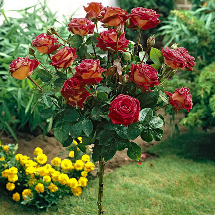 Троянда Едді Мітчел (Eddy Mitchell) штамб