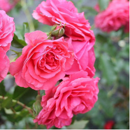 Троянда Розаріум Ютерзен (Rosarium Uetersen) штамб