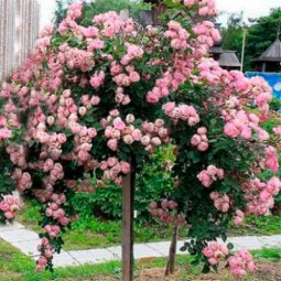 Троянда Серце троянди (Heart of Rose) штамб (контейнер 2 л) Троянда Серце троянди (Heart of Rose) штамб (контейнер 2 л)