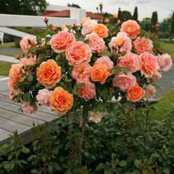 Троянда Ашрам (Ashram) штамб Tantau
