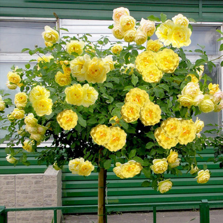 Роза Лихткенигин Лючия (Lichtkonigin Lucia) штамб Tantau