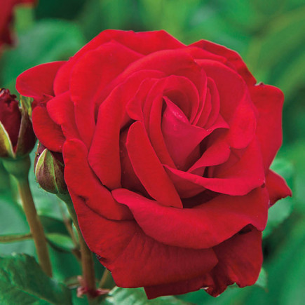 Троянда плетиста Вікторія (Victoria)