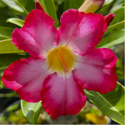 Аденіум Desert Rose (Десерт Роуз)