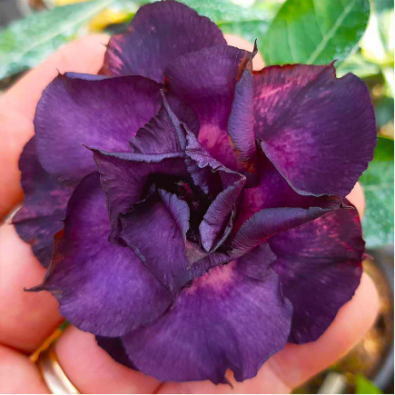 Аденіум Indigo Glaze