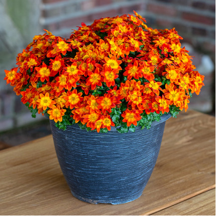 Біденс Taka Tuka Orange-Yellow Brush