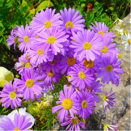 Брахікома Fresco Violet