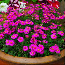 Брахікома Magenta Delight